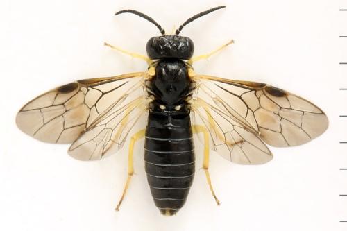 Réf. 339 747 : Aneugmenus fuerstenbergensis