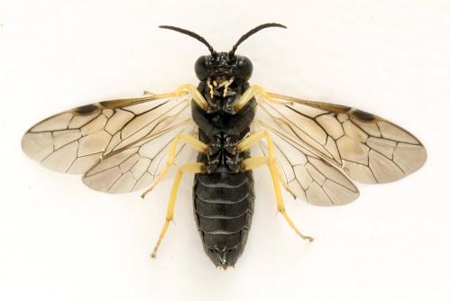 Réf. 339 748 : Aneugmenus fuerstenbergensis