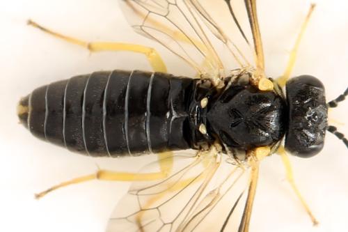 Réf. 339 749 : Aneugmenus fuerstenbergensis