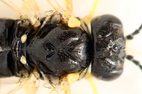 Réf. 339 750 : Aneugmenus fuerstenbergensis