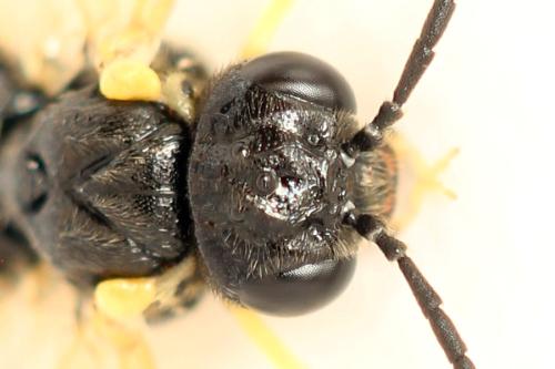 Réf. 339 751 : Aneugmenus fuerstenbergensis