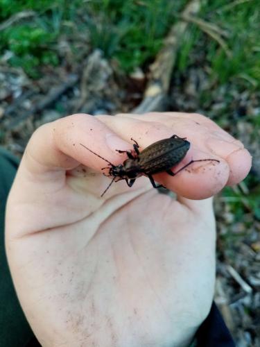 Carabus granulatus