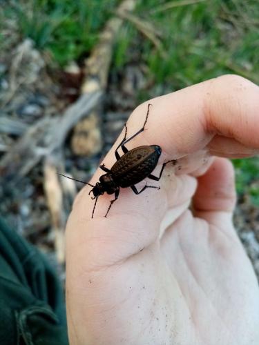 Carabus granulatus