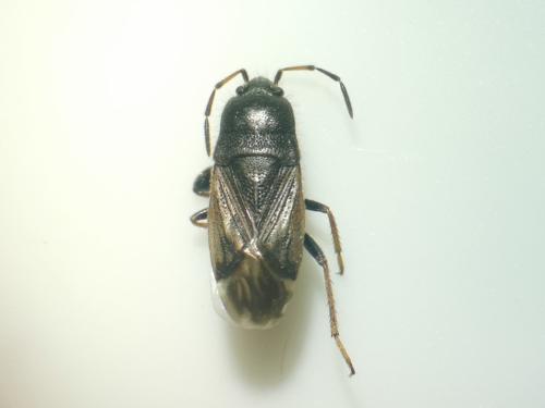 Megalonotus emarginatus