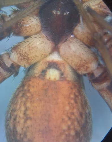 Pardosa sp.