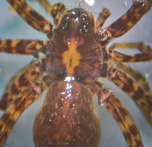 Réf. 339 657 : Pardosa sp.