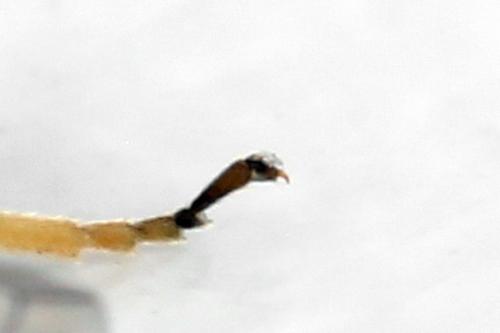 Réf. 339 752 : Aneugmenus fuerstenbergensis