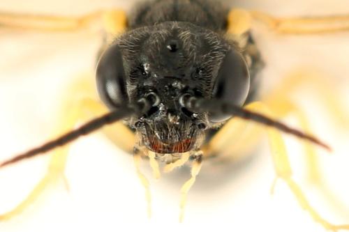 Réf. 339 755 : Aneugmenus fuerstenbergensis