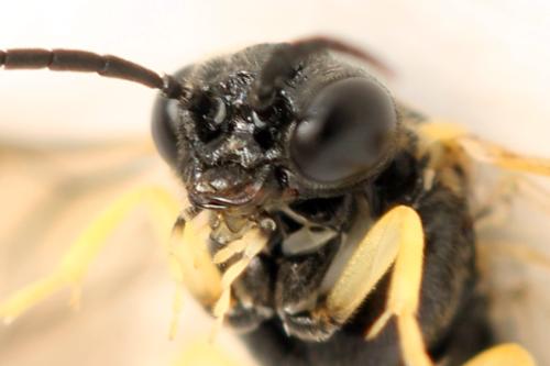 Réf. 339 756 : Aneugmenus fuerstenbergensis