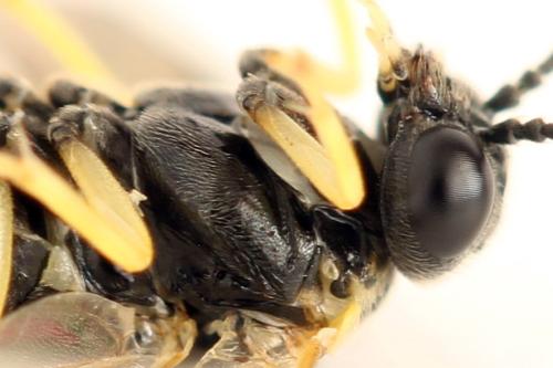 Réf. 339 758 : Aneugmenus fuerstenbergensis