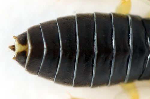 Réf. 339 759 : Aneugmenus fuerstenbergensis