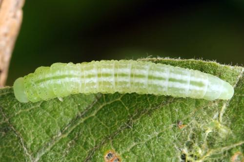 Euura histrio