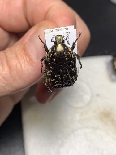 Potosia sp.