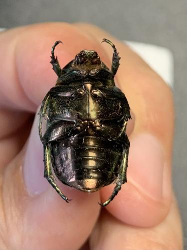 Potosia sp.
