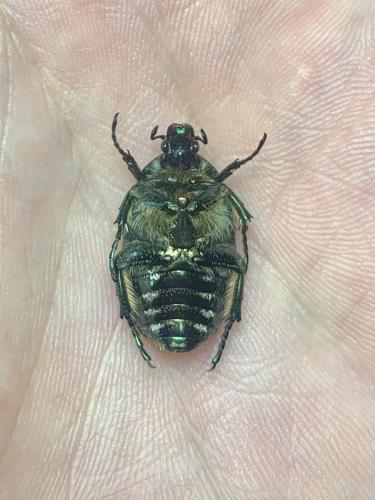 Réf. 339 005 : Potosia cuprea