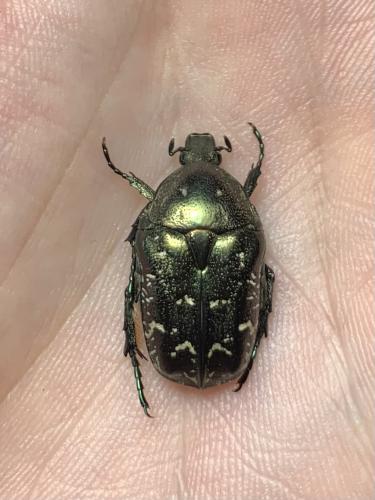 Réf. 339 004 : Potosia cuprea