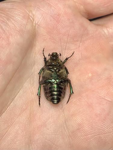 Potosia sp.