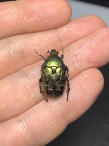 Potosia sp.