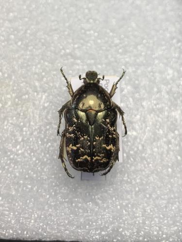 Potosia sp.