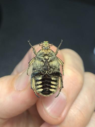 Potosia sp.