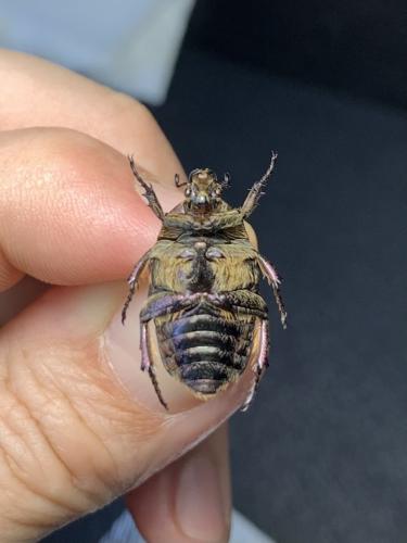Réf. 339 675 : Potosia cuprea