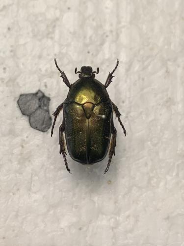Réf. 339 674 : Potosia cuprea
