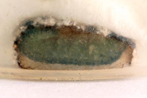Euura histrio
