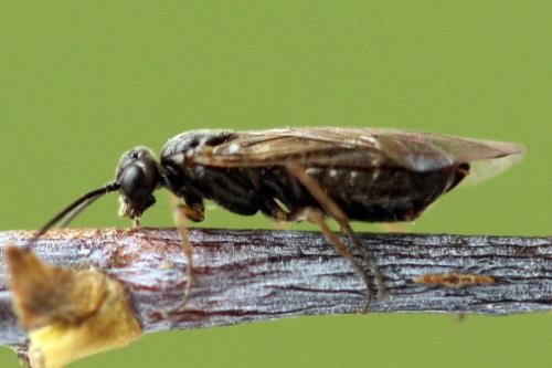 Euura (viduata)