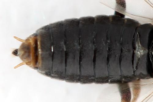 Euura (viduata)