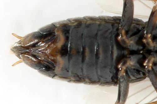 Euura (viduata)
