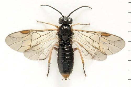 Euura (viduata)