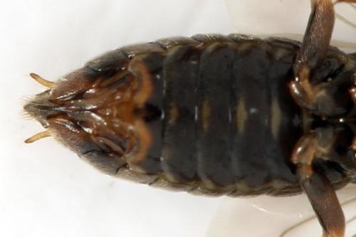 Euura (viduata)