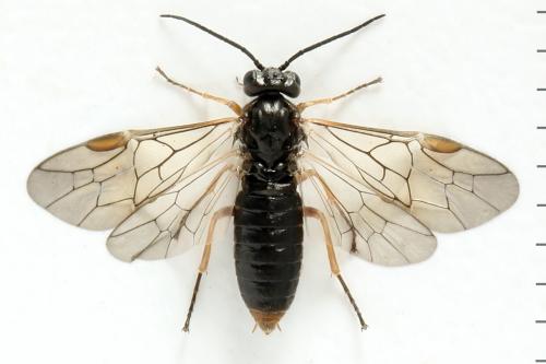 Euura (viduata)