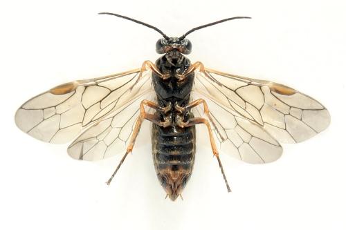 Euura (viduata)