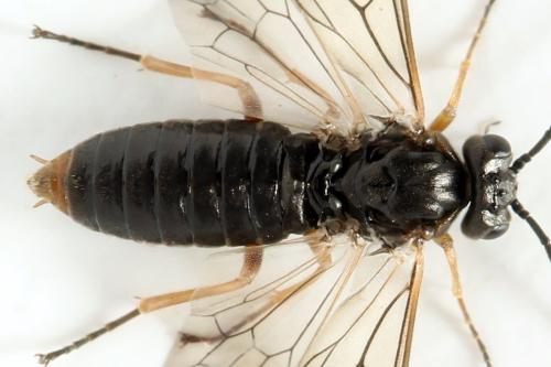 Euura (viduata)