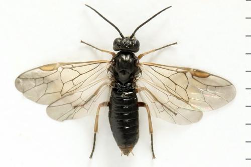Euura (viduata)