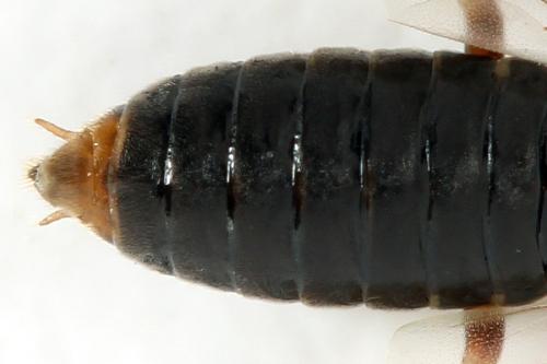Euura (viduata)