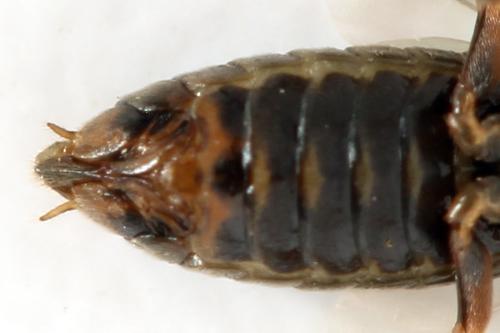 Euura (viduata)