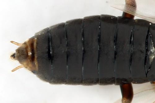 Euura (viduata)