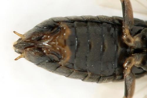 Euura (viduata)
