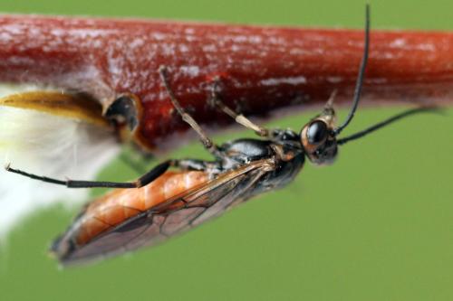 Euura histrio