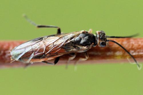 Euura histrio