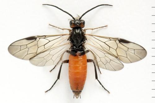 Réf. 339 923 : Euura histrio
