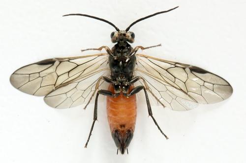 Euura histrio