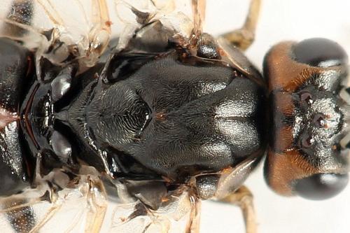 Euura histrio
