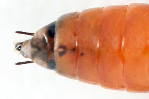 Euura histrio