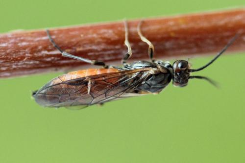 Euura histrio