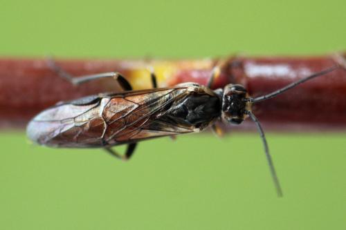 Euura histrio