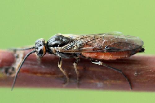 Euura histrio