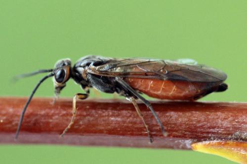 Réf. 339 862 : Euura histrio